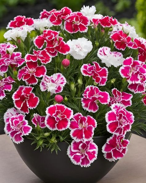 Dianthus Flowers 😍 Dianthus Flowers, Mom Aesthetic, Very Beautiful Flowers, Green Thumb, Pretty Flowers, Gardening Tips, Planting Flowers, Beautiful Flowers, Collage