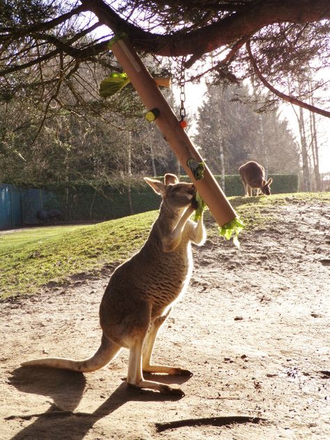 Kangaroo/Macropod enrichment.  Hanging tube with vegetables wedged in holes along the length. Brown Animals, Enrichment Projects, Zoo Toys, Red Kangaroo, Wallpaper Aesthetics, Zoo Keeper, Zoo Babies, Enrichment Activities, Incredible Creatures