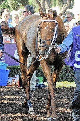 Before the race at the Breeders’ Cup The Breeders, Thoroughbred Racehorse, Breeders Cup, Dubai World, Race Horse, Churchill Downs, Race Horses, Thoroughbred, The Race