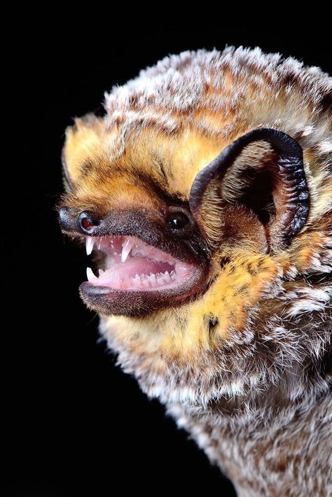 Hoary Bat (Lasiurus cinereus) observed by svaldvard 04:01 AM UTC on June 24, 2014 · iNaturalist.org Black Wrap Top, Bat Species, Bat Flying, Cute Bat, Rare Animals, Creatures Of The Night, Black Wrap, Animal Photo, Nature Animals