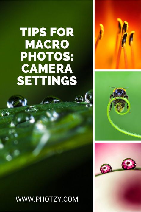 Macro Photography Setup, Macro Photography Settings, Macro Photography Ideas, Creative Macro Photography, Beginner Photography Camera, Macro Fotografie, Macro Images, Macro Photography Tips, Nikon D7500