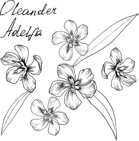 Oleander Drawing, Oleander Flower, Feminist Tattoo, Botanical Line Drawing, Flower Drawing Tutorials, Infinity Tattoos, Leaves Illustration, Illustration Botanique, Roses Drawing