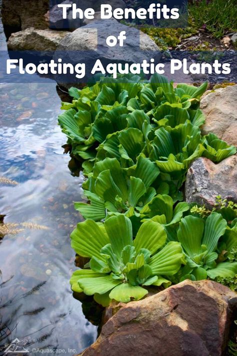 Floating plants play a crucial role in enhancing the beauty and health of your water garden. Find out why you should be adding them to your space!
#aquaticplants #watergardening Aquatic Garden, Floating Plants, Beauty And Health, Aquatic Plants, Water Plants, Water Garden, 100 Percent, Beautiful Gardens, Gardening Tips