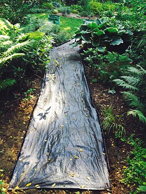 Woodland Path Ideas, How To Make A Trail In The Woods, Woodland Garden Path, Woodland Edge Garden, Garden Paths And Walkways Cool Ideas, Diy Garden Paths And Walkways, Cheap Garden Path, Forest Garden Ideas, Fairy Garden Path