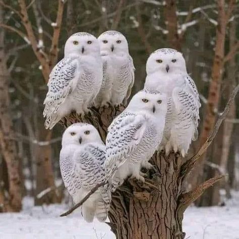 Arctic Owl, White Owls, Snowy Owls, Birds Photography Nature, Beautiful Owls, Owl Photography, Snow Owl, Owl Eyes, Animal Doodles