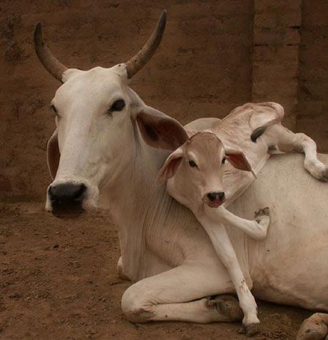 Cowism - Home Cattle Business, Learning Painting, White Cows, Mother India, Cow Photos, Cow Pictures, Baby Cow, Cow Calf