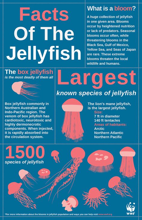 Types Of Jellyfish, Jellyfish Species, Oceanography Marine Biology, Jellyfish Facts, Jellyfish Pictures, Sea Jellies, Ocean Science, Biology Facts, Sea Of Japan