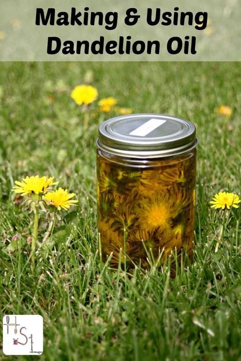 Infuse dandelion flowers in oil to help sore muscles and more. Dandelion Oil, Natural Health Remedies, Natural Healing Remedies, Natural Home Remedies, Herbal Oil, Medicinal Herbs, Natural Therapy, Medicinal Plants, Healing Herbs