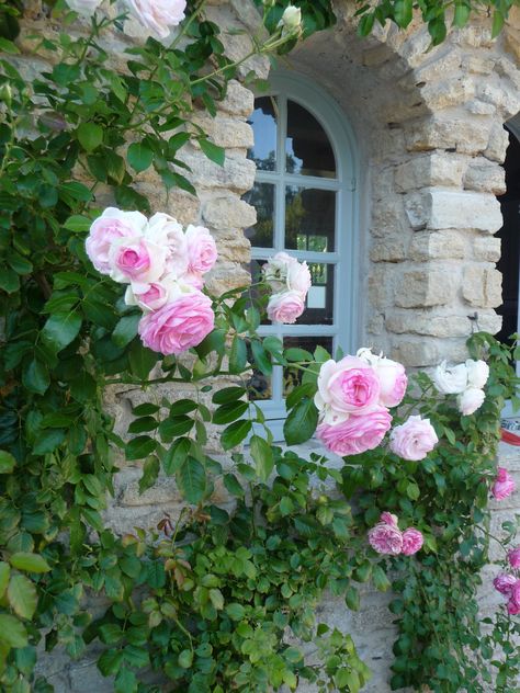 Raindrops And Roses, Casa Exterior, Pink Garden, Climbing Roses, Window Boxes, Rose Cottage, Rose Garden, Beautiful Blooms, Dream Garden