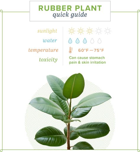 Rubber Plant Care: Growing Information and Tips | ProFlowers Rubber Plant Care, Rubber Tree Plant, Fig Plant, Plant Care Houseplant, Rubber Plant, Indoor Plant Care, House Plants Decor, House Plant Care, Plant Lighting