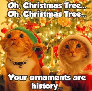 Christmas Cat Memes, Christmas Memes Funny, Funny Christmas Pictures, Bad Cat, Friends Time, Christmas Memes, Poor Dog, Kittens Funny, Funny Animal Memes