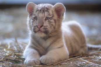 Funny Wildlife — Adorable white tiger cub by Johan CHABBERT Baby White Tiger, White Tiger Cubs, Funny Wildlife, Tiger Baby, Baby Tigers, Wild Baby, Baby Animals Pictures, Tiger Cub, Cute Animal Drawings Kawaii