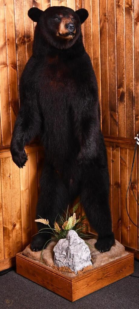 Standing Black Bear, Bear Mounts Taxidermy, Black Bear Mounts, Black Bear Taxidermy, Taxidermy Bear, Bear Taxidermy, Bear Mounts, Animal Mounts, Taxidermy Decor