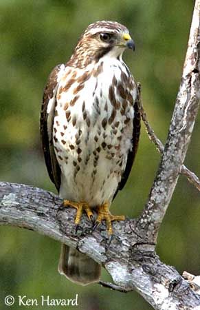 Hawk Species, Hawk Owl, Hawk Photos, Raptors Bird, North American Wildlife, Boreal Forest, Red Tailed Hawk, Wild Creatures, Backyard Birds