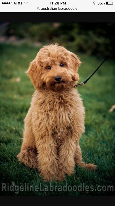 Apricot Labradoodle, Goldendoodle Miniature, Australian Labradoodles, Chocolate Labradoodle, Red Dogs, Australian Labradoodle, Labradoodle Puppy, Family Photo Album, Haircut Styles