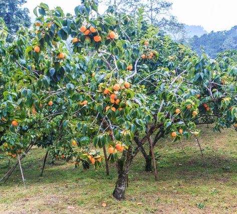 Fuyu Persimmon Tree, American Persimmon, Persimmon Tree, Persimmon Fruit, Small City Garden, Home Grown Vegetables, Backyard Lighting, Shade Trees, City Garden