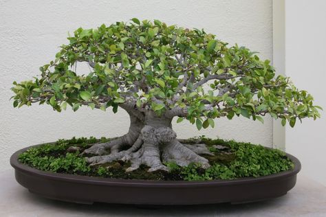 Ginseng Ficus, Ginseng Bonsai, Ficus Ginseng Bonsai, Ficus Bonsai Tree, Ficus Ginseng, Ficus Bonsai, Bonsai Ficus, Ficus Microcarpa, Bonsai Tree Types