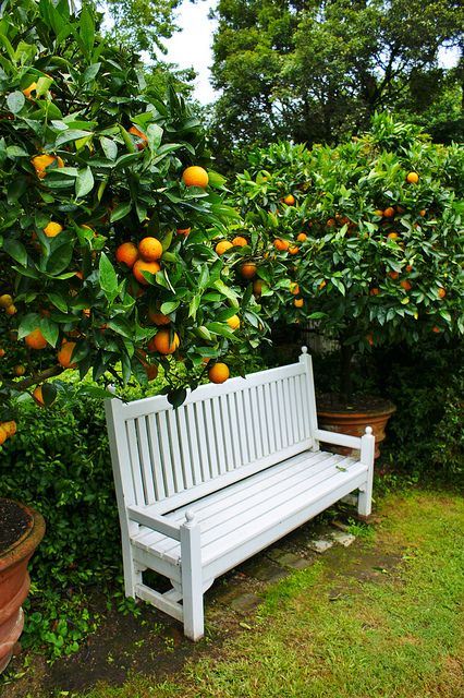 imagine a quiet respite, surrounded by lovely citrus trees... Citrus Tree Garden, Beautiful Gardens Landscape, Citrus Tree, Dream Backyard Garden, Orchard Garden, Citrus Garden, Backyard Garden Diy, Backyard Garden Layout, White Bench