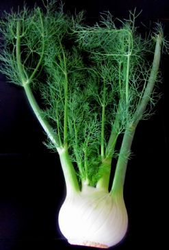 Fennel Soup in the Raw Recipe by TRAVELNISTA via @SparkPeople Fennel Plant, Plant Identification App, Seed Garden, Fennel Soup, Fennel Recipes, Spark People, Seed Pack, Nutrient Rich Foods, Plant Identification