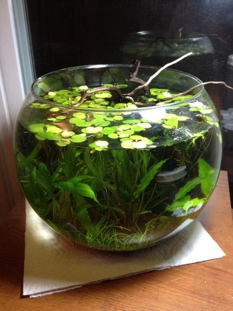 At Last - Todd's Walstad Shrimp Bowl - The Planted Tank Forum Fish Bowl Aquarium, Best Fish For Aquaponics, Bowl Aquarium, Water Terrarium, Taman Air, Fish Tank Terrarium, Indoor Water Garden, Nature Aquarium, Aquascape Aquarium