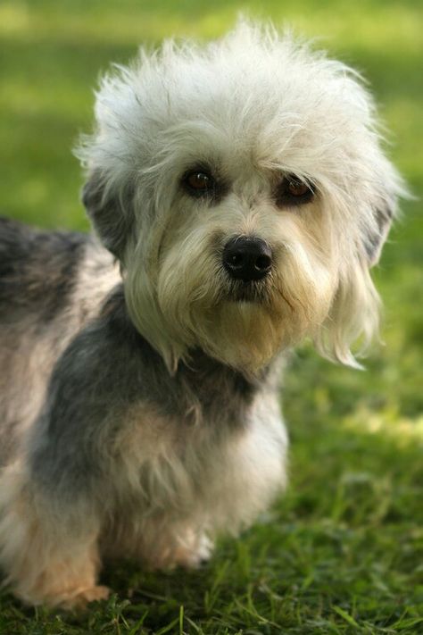 Unusual Dog Breeds, Dandie Dinmont Terrier, Every Dog Breed, Animal References, Group 3, Lhasa Apso, Small Dog Breeds, Dog Face, Terrier Dogs