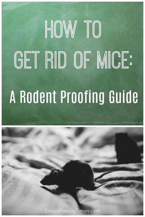 Get rid of mice for good. Our rodent proofing guide: how to get rid of the mouse problem in your home, cottage or cabin. Keep rodents out of your home forever. Mice Aesthetic, Mouse Deterrent, Mice Infestation, Aesthetic Website, Shed Makeover, Mice Repellent, Getting Rid Of Mice, Mobile Home Makeover, Mouse Hole