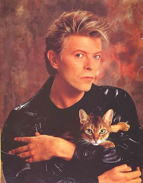 Bowie Cat, Celebrities With Cats, Men With Cats, Gatos Cool, Mötley Crüe, Cat People, Cat Person, Cat Portraits, Crazy Cat Lady