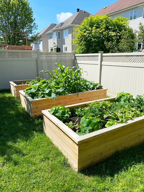 Backyard Raised Garden Beds – Part 3 - Willow Bloom Home Elevated Garden Bed Ideas, Raise Bed Garden, Small Raised Garden Beds, Garden In Backyard, Tiered Garden Bed, Garden Beds Raised, Raised Vegetable Garden Beds, Backyard Raised Garden Beds, Raised Beds Garden