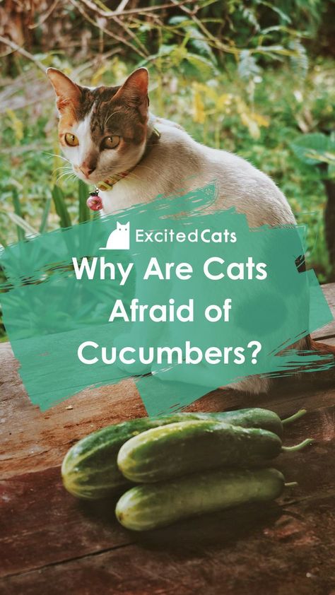 You’ve probably watched a number of videos of unsuspecting cats jumping in fright and dashing away from an innocent cucumber. Cats can be quite fearless, so why on earth are they so afraid of cucumbers? #cutecats #excitedcats #catbehavior #catsandcucumbers #catinfo #catlife Cat And Cucumber Videos, Cat Cucumber, Cats And Cucumbers Video, Cats Jumping, Cats And Cucumbers, Cat Info, It's Funny, Cat Behavior, Cat Care