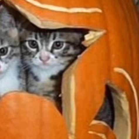 cats in a pumpkin!! :D Icons Cats, Cute Halloween Pfp, Halloween Matching Icons, Halloween Profile Pics, Dog Match, Fall Cats, Halloween Matching, Matching Halloween, Halloween Icons