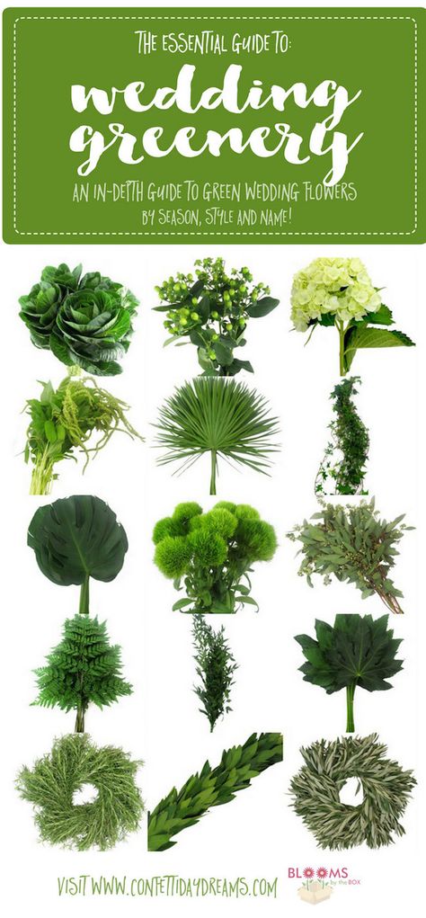 Learn everything that you need to know about greenery for weddings, including wedding greenery names and the types of wedding greenery that will work best for your green wedding flowers. We're talking green wedding bouquets, green wedding centerpieces : http://www.confettidaydreams.com/greenery-for-weddings-green-flower-names/ Picture Wedding Centerpieces, Green Wedding Centerpieces, Cheap Wedding Table Centerpieces, Green Wedding Bouquet, Green Wedding Flowers, Wedding Greenery, Unique Wedding Flowers, Flower Guide, Rustic Wedding Centerpieces