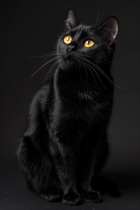 Black Cat Pictures, Black Kitties, Black Cat Tattoos, Gorgeous Cats, Animals Funny, Curious Cat, Cat Club, Cat Crafts, Cats Meow