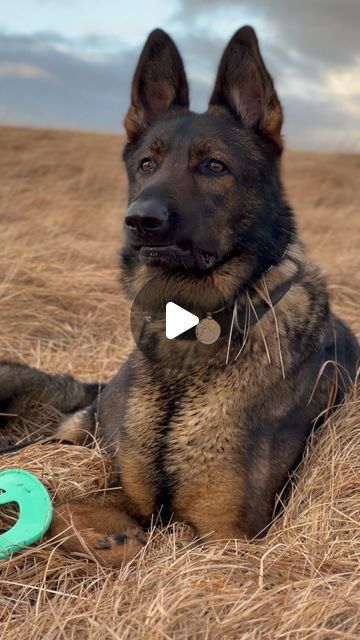 Gsd Funny, German Shepherd Videos, German Shepherd Puppies Training, German Shepherd Funny, Funny German Shepherd, Gsd Dog, Dog Stuffed Animal, Labrador Retriever Puppies, Gsd Puppies