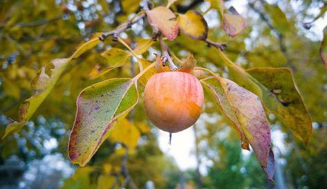 American Persimmon, Persimmon Fruit, Fall Clean Up, Winter Tree, Ornamental Trees, Growing Fruit, Fruit Garden, Garden Tours, Hobby Farms