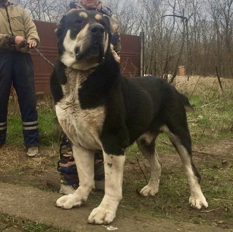 ALABAI COA Massive Dog Breeds, Alabai Dog, Massive Dogs, Kangal Dog, Mastiff Breeds, Giant Dog Breeds, Livestock Guardian Dog, Big Dog Breeds, Dog Aesthetic