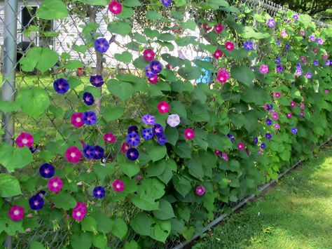 Growing Morning Glories and clematis up chain link fence for privacy How To Make Fence, Morning Glory Seeds, Privacy Plants, Privacy Landscaping, Living Fence, Backyard Plants, Backyard Privacy, Garden Vines, Morning Glories