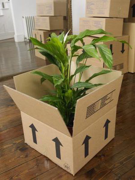 Whether you're moving into the Bay Area or out of the Bay Area, properly packing your house and garden plants is essential to their well-being. Moving is often an exciting yet stressful experience. If your plants get damaged or die while being transported, it can also become a traumatizing experience. After ... Moving Plants, Moving House Tips, Moving Hacks Packing, Moving Checklist, Park House, Packing To Move, Moving Packing, Moving Home, Moving And Storage