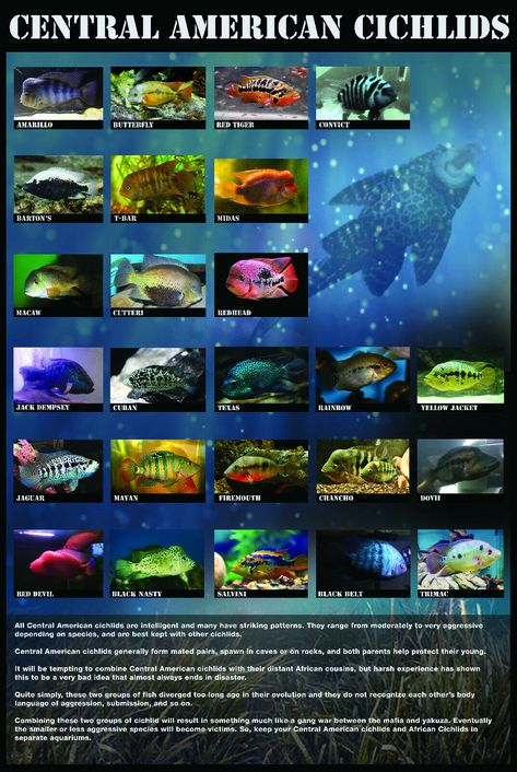 Central American Cichlid Educational Poster 24"x 36". $4.75 Standard Shipping Shipped with USPS First Class Package. Frontosa Cichlids, Fish Infographic, African Cichlid Tank, Cichlid Tank, American Cichlid, South American Cichlids, Cichlid Aquarium, Cichlid Fish, Lake Tanganyika