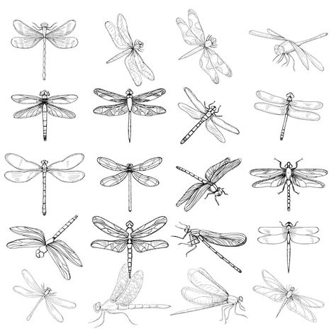 Dragonfly Doodle Art, Dragonfly Abstract Art, Flying Insects Drawing, Dragon Fly Drawing Sketch, Dragonfly Tattoo Drawing, Bugs Drawing Sketches, Dragonfly Drawing Simple, Dragonfly Drawing Sketch, Simple Dragonfly Drawing