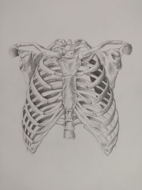 Chest Cavity Drawing, Anatomy Reference Skeleton, Skeleton Chest Drawing, Bone Anatomy Reference, Atonamy Reference, Open Chest Drawing, Atonamy Sketch, Chest Anatomy Drawing, Torso Bones