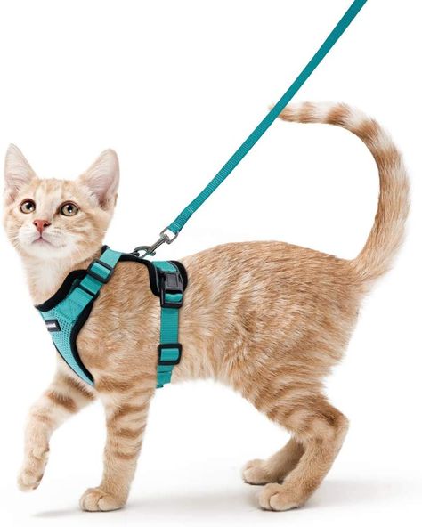 Kitten Harness, Cat Harness And Leash, Cat Body, Small Kittens, Pet Kitten, Cat Harness, Cat Carrier, Pet Harness, Small Cat