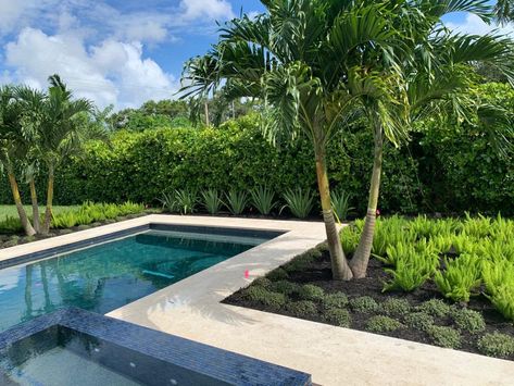 Privacy Florida Landscape Ideas -pacheconursery Florida Backyard Ideas, Modern Planting, Tropical Pool Landscaping, Colorful Landscaping, Landscaping Around Pool, Landscaping Along Fence, Courtyard Plants, Florida Pool, Building Raised Garden Beds