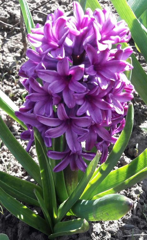 Hyacinth Plant, Hyacinth Flower, Purple Flowers Garden, Hyacinth Flowers, Amaryllis Flowers, Very Beautiful Flowers, Garden Angels, Garden Help, Beautiful Flowers Garden