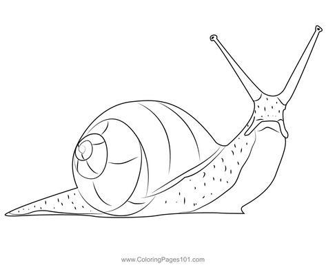 Kahuli Tree Snail Coloring Page Snail Drawing Simple, Snail Outline, Snail Printable, Snail Coloring Pages, Snail Life Cycle, Snail Coloring, Snail Clipart, Snail Drawing, Snail Pattern