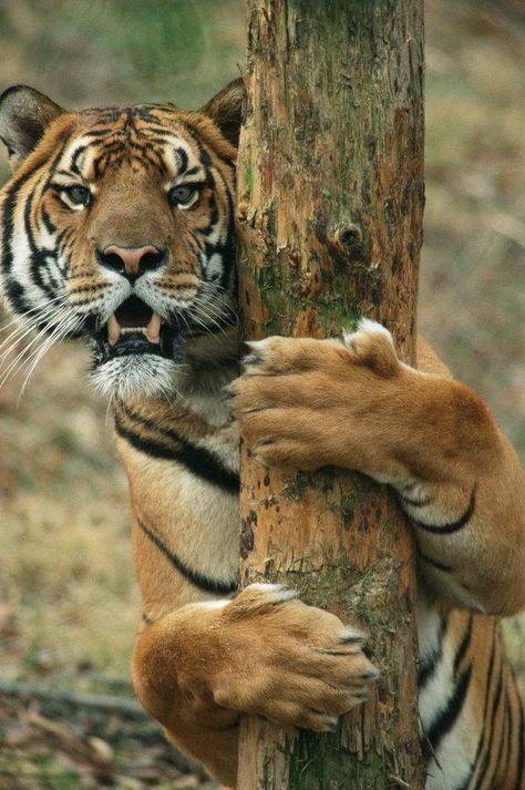 ひょっこりはん Tiger Love, Tiger Pictures, Tree Photo, Cheetahs, A Tiger, Large Cats, Animal Planet, Exotic Pets, Nature Animals