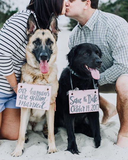 Dogs In Weddings, Engagement Photo Props, Lesbian Engagement, Funny Wedding Pictures, Engagement Signs, Lgbtq Couples, Cute Engagement Photos, Photos With Dog, Engagement Picture Ideas