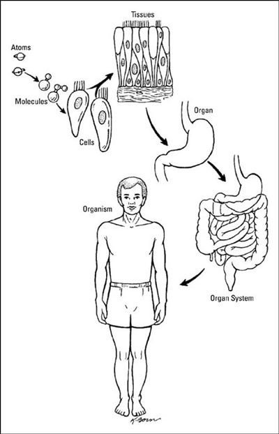 Your body, as a whole, is one organism. However, many, many parts make up that… Levels Of Organization Biology, Biology Basics, Levels Of Organization, Body Systems Worksheets, Biology Worksheet, 7th Grade Science, Primary Science, First Grade Worksheets, 6th Grade Science