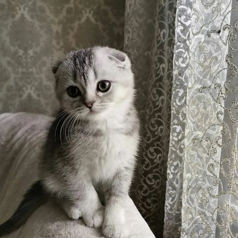 Scottish Fold Kittens, Scottish Fold Cat, British Shorthair Kittens, Dream's Cat, Cute Small Animals, Cute Cats Photos, Cat Fashion, Scottish Fold, Cat Photography