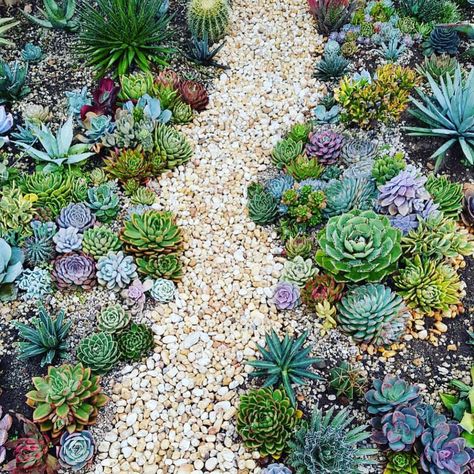 Imagine having a pathway full of succulents!  Woohoo!! • • 📷 by @pottedbymatt 🙌🏼 Landscaping Succulents, Plants Store, Succulent Garden Outdoor, Succulent Garden Landscape, Kaktus Dan Sukulen, Funny Vine, Succulent Landscape Design, Windowsill Garden, Succulent Garden Design