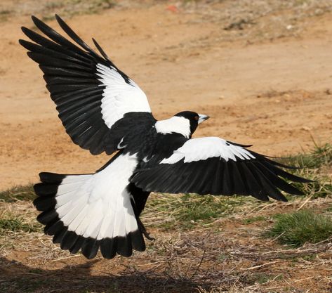 Male Australian Magpie (Gymnorhina tibicen) in flight Magpie Tattoo, Australian Magpie, Magpie Art, Black And White Birds, White Birds, Australian Wildlife, Crows Ravens, Bird Wings, Bird Watcher